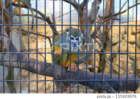 江戸川区自然動物園のリスザル 135929976