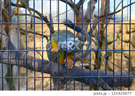 江戸川区自然動物園のリスザル 135929977