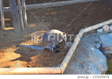 江戸川区自然動物園のワラビー 江戸川区自然動物園のワラビー 135929978