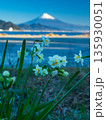 三保海岸の水仙と富士山 135930051