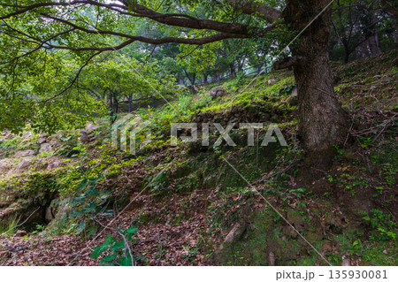 夏の三重県熊野市　世界遺産　鬼ヶ城（城跡） 135930081