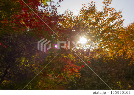 Maple tree in the sunlight 135930162