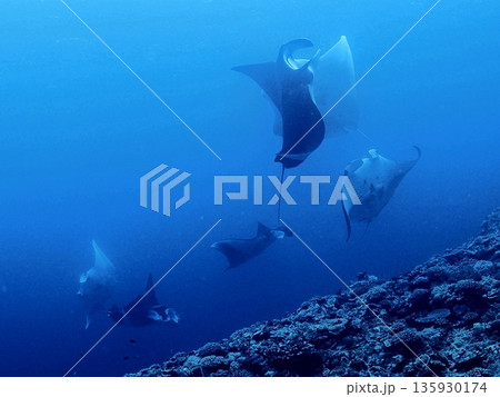 マンタ 乱舞 マンタ 乱舞 135930174
