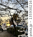 夕暮れの松本城で見る桜（A）（4月 長野県松本市 丸の内） 135930216