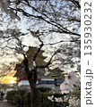夕暮れの松本城で見る桜（B）（4月 長野県松本市 丸の内） 135930232