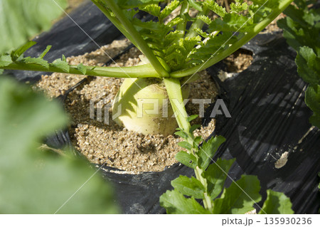 It is a radish that grows well underground. 135930236