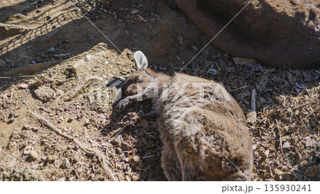 日向で昼寝するカンガルー うたた寝する姿 動物園の午後 135930241