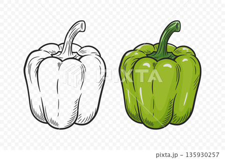 Vector Hand Drawn Cartoon Bell Peppers Set with Outline. Green Sweet Pepper Illustration. Fresh Vegetable for Food Market, Healthy Cooking, Vegetarian Recipe Design, Farm Organic Product Icon Vector Hand Drawn Cartoon Bell Peppers Set with Outline. Green Sweet Pepper Illustration. Fresh Vegetable for Food Market, Healthy Cooking, Vegetarian Recipe Design, Farm Organic Product Icon 135930257