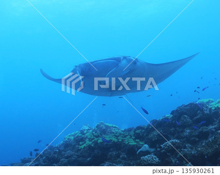 マンタ マンタ 135930261