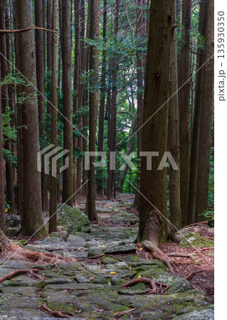 信仰の道 世界遺産 熊野古道伊勢路 松本峠 信仰の道 世界遺産 熊野古道伊勢路 松本峠 135930350