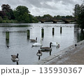 Serpentine lake in Hyde Park, London with swans, geese and ducks near the shore, wooden posts and an arched bridge under grey clouds. 135930367