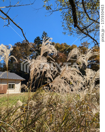 紅葉が美しい野山北・六道山公園の風景 紅葉が美しい野山北・六道山公園の風景 135930483