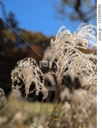 紅葉が美しい野山北・六道山公園の風景 紅葉が美しい野山北・六道山公園の風景 135930484
