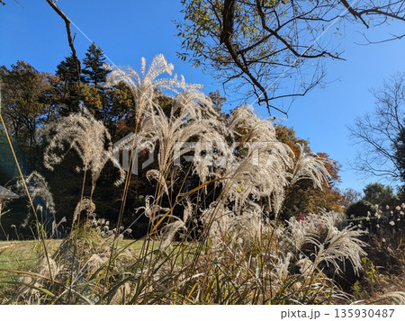 紅葉が美しい野山北・六道山公園の風景 135930487