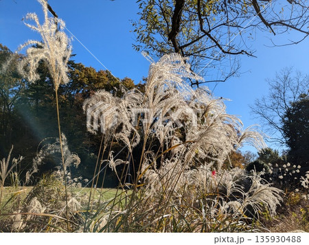 紅葉が美しい野山北・六道山公園の風景 紅葉が美しい野山北・六道山公園の風景 135930488
