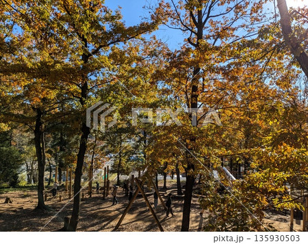 紅葉が美しい野山北・六道山公園の風景 紅葉が美しい野山北・六道山公園の風景 135930503