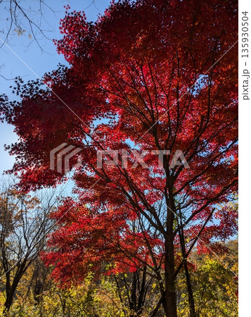 紅葉が美しい野山北・六道山公園の風景 135930504