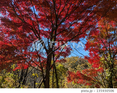紅葉が美しい野山北・六道山公園の風景 135930506