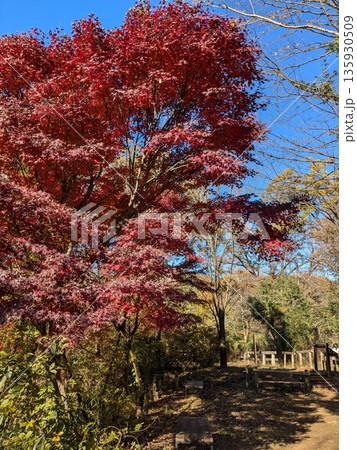 紅葉が美しい野山北・六道山公園の風景 135930509