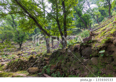 夏の三重県熊野市　世界遺産　鬼ヶ城（城跡） 135930533