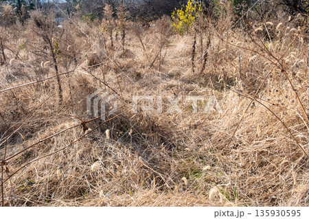 冬の耕作放棄地 135930595
