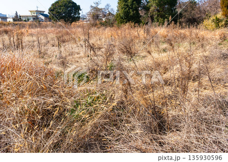 冬の耕作放棄地 135930596