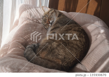 眠るキジトラ 135930670