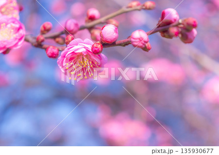 早咲きの紅梅 135930677