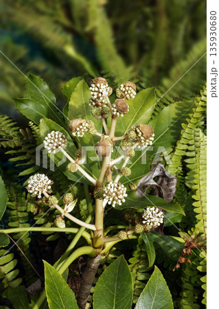 12月冬の朝日を浴びて咲くヤツデの球状の白い小花 12月冬の朝日を浴びて咲くヤツデの球状の白い小花 135930680