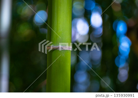 真竹の若竹 真竹の若竹 135930991