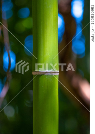 真竹の若竹 135930993