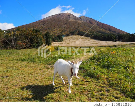 紅葉が美しい鳥取県大山の絶景 紅葉が美しい鳥取県大山の絶景 135931010
