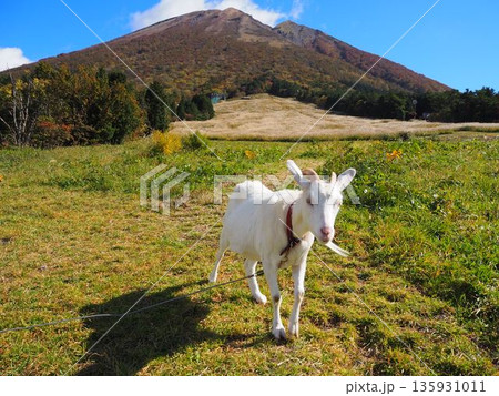 紅葉が美しい鳥取県大山の絶景 135931011