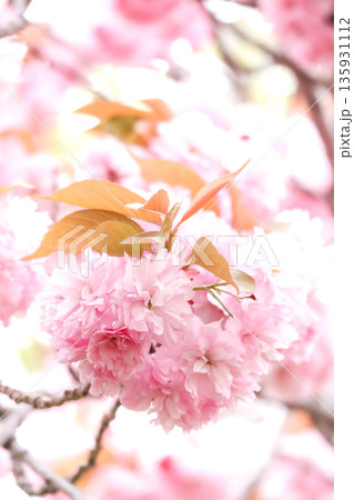 華やかな八重桜の縦構図 華やかな八重桜の縦構図 135931112
