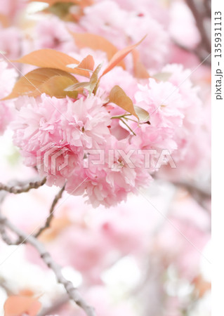 華やかな八重桜の縦構図 135931113