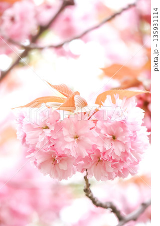 華やかな八重桜の縦構図 華やかな八重桜の縦構図 135931114