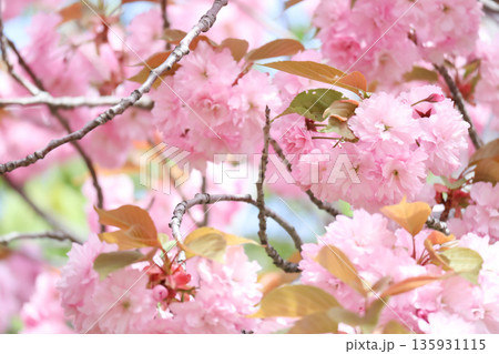 華やかな八重桜の縦構図 135931115