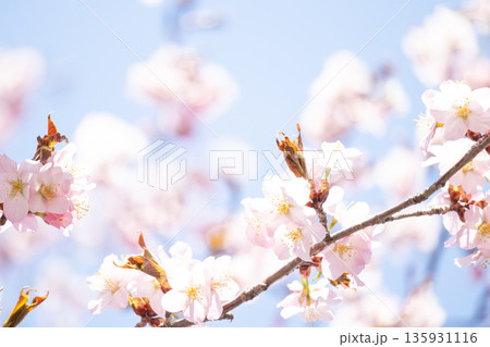 ふんわりイメージの桜背景 135931116