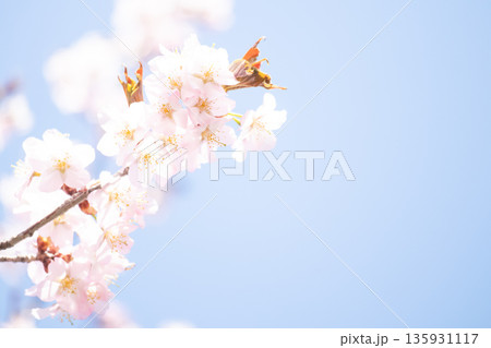 ふんわりイメージの桜背景 ふんわりイメージの桜背景 135931117