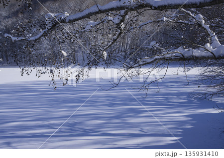 雪の積もった木 135931410