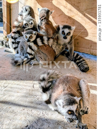 伊豆シャボテン公園のワオキツネザル 伊豆シャボテン公園のワオキツネザル 135931781