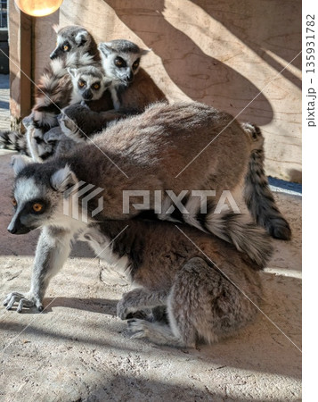 伊豆シャボテン公園のワオキツネザル 135931782