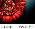 赤いガーベラの花びらに水滴がついているクローズアップ 赤いガーベラの花びらに水滴がついているクローズアップ 135931809