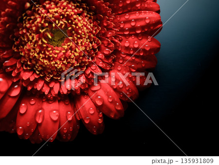 赤いガーベラの花びらに水滴がついているクローズアップ 135931809