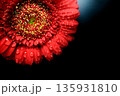 赤いガーベラの花びらに水滴がついているクローズアップ 赤いガーベラの花びらに水滴がついているクローズアップ 135931810