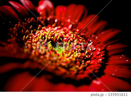 赤いガーベラの花びらに光が当たっているクローズアップ 135931811