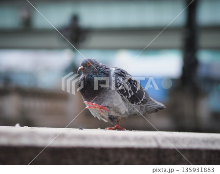 日本橋の鳩 日本橋の鳩 135931883