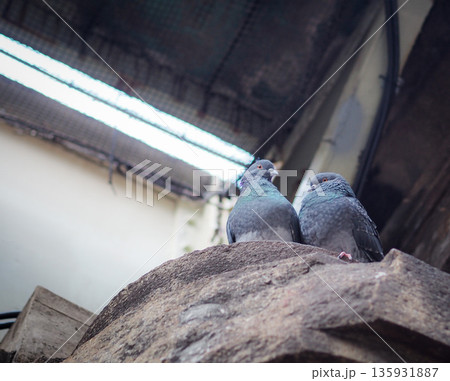 日本橋の鳩 日本橋の鳩 135931887