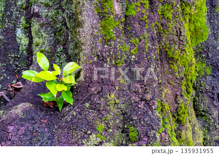 苔が生えた樫の木とひこばえ 135931955