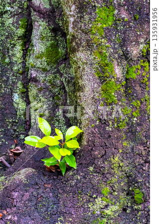苔が生えた樫の木とひこばえ 135931956